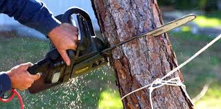 Best Tree Removal Services  in Prairie Ridge, WA